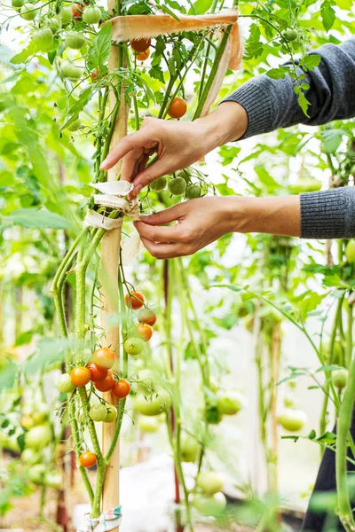Serada domateslere bakan bir kadın.