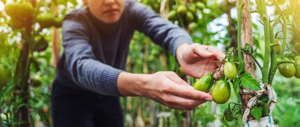 Mulher cuidando de tomates em uma estufa — Fotografia de Stock