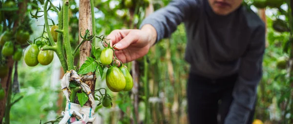 Woman caring for tomatoes in a greenhouse — Stock Photo, Image
