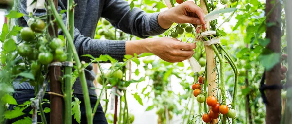 Mulher cuidando de tomates em uma estufa — Fotografia de Stock