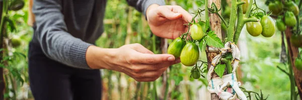 Mulher cuidando de tomates em uma estufa — Fotografia de Stock