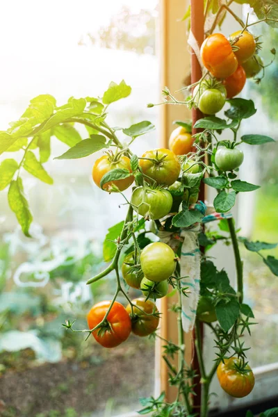 Tomates cultivées en serre Images De Stock Libres De Droits