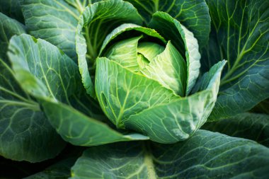 Taze yeşil baş lahana