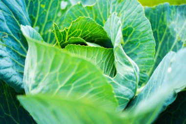 Taze yeşil baş lahana