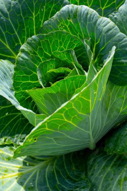 Taze yeşil baş lahana