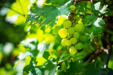 bir daldaki yeşil üzümler