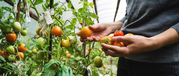 Wanita mengumpulkan tomat di rumah kaca — Stok Foto
