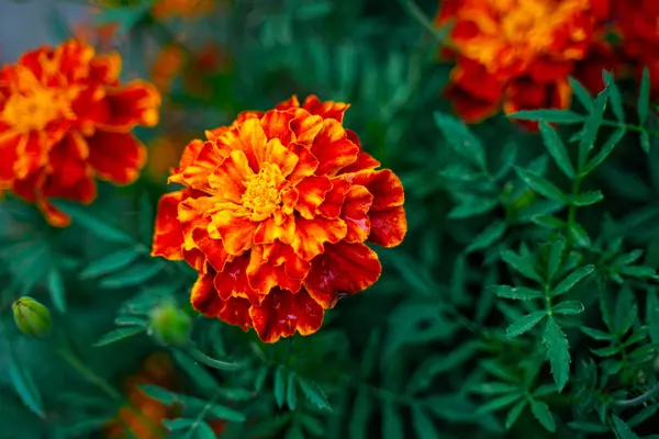 Tagetes patula Hintergrund — Stockfoto