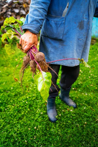 Çiftçilerin ellerinde taze organik pancar kökü — Stok fotoğraf