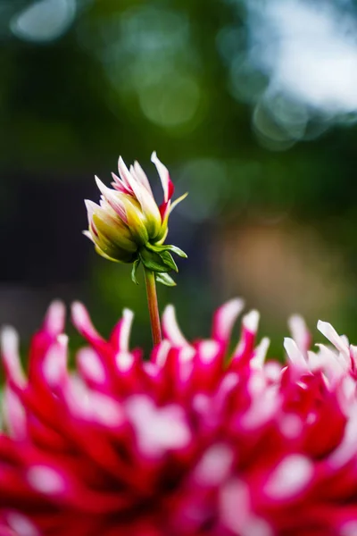 Rote weiße Dahlienblüte — Stockfoto