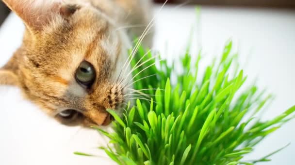 猫在明亮的背景上吃新鲜的青草 特写慢动作 — 图库视频影像