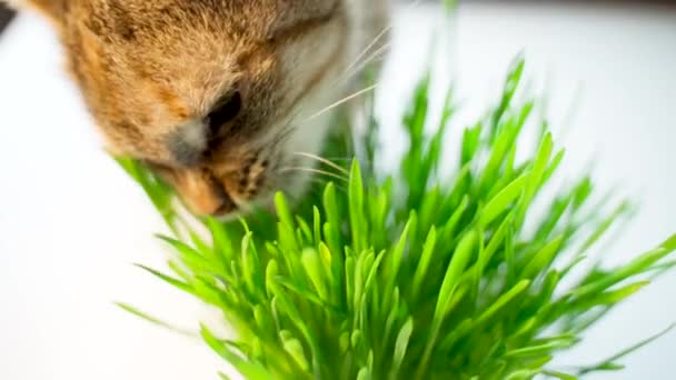 Kočka Jíst Čerstvé Zelené Trávy Jasném Pozadí Zkrácený Záběr — Stock video