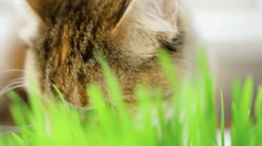 Parlak arka planda taze yeşil çimen yiyen kedi. Ağır çekimde yakın çekim