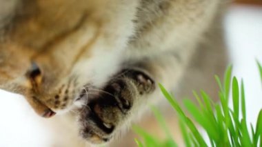 Kedi patisini yalıyor. Hijyen. Parlak bir arka plan. Yavaş çekim. Yakın çekim.