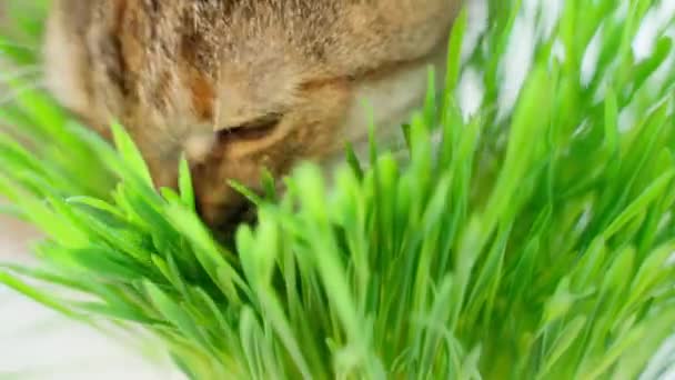 猫在明亮的背景上吃新鲜的青草 后续行动 — 图库视频影像