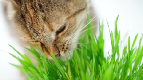 Katze Frisst Frisches Grünes Gras Auf Hellem Hintergrund Zeitlupe Großaufnahme — Stockvideo