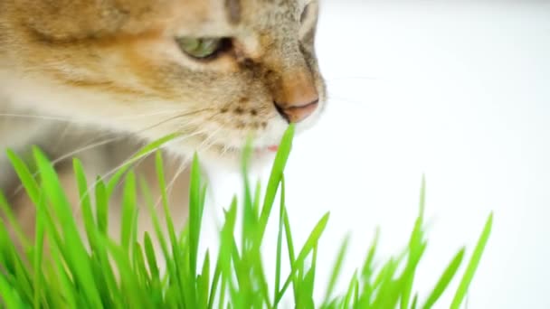 Gato Comendo Grama Verde Fresco Fundo Brilhante Close Câmera Lenta — Vídeo de Stock