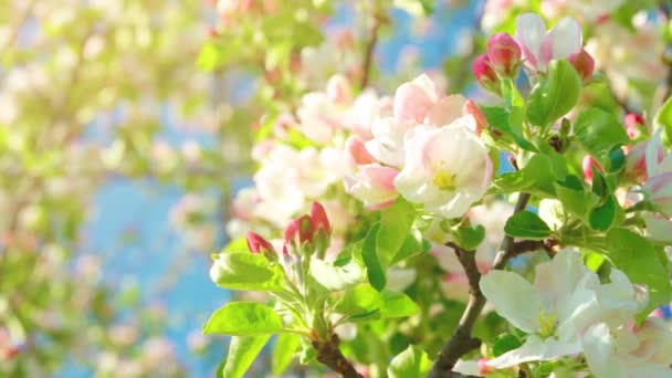 Piękne Kwiaty Jabłoni Wiosna Kwiat Zbliżenie Wiosna Kwitnąca Jabłoń Tle — Wideo stockowe