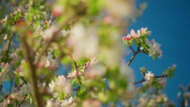 Güzel Bahar Elması ağacı çiçekleri, yaklaşın. Gün batımında mavi gökyüzünün arka planında çiçek açan elma ağacı. Bahar bahçesi dalları rüzgarda sallanıyor.