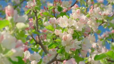 Güzel Bahar Elması ağacı çiçekleri, yaklaşın. Gün batımında mavi gökyüzünün arka planında çiçek açan elma ağacı. Bahar bahçesi dalları rüzgarda sallanıyor.