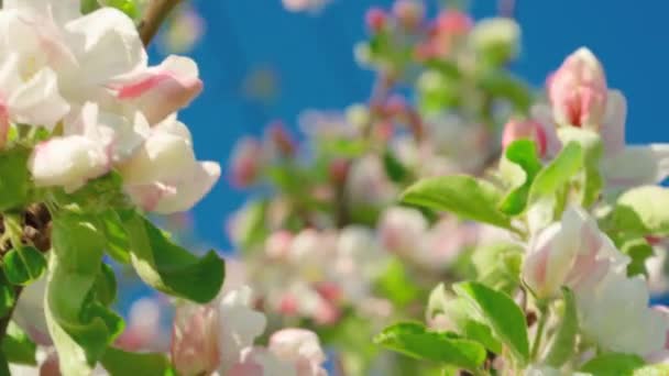 美丽的春天 苹果树开花了 关门了 春天在夕阳西下的蓝天背景上开花的苹果树 春天的果园枝条在风中摇曳 — 图库视频影像