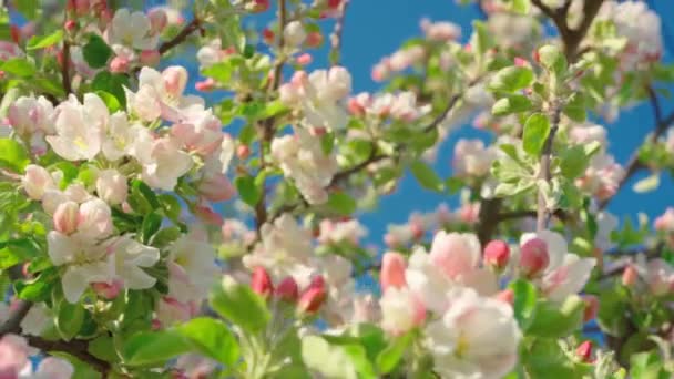 美しい春リンゴの木の花が咲き 閉じます 日没時に青空を背景に春の開花リンゴの木 風に揺れる春の果樹園 — ストック動画