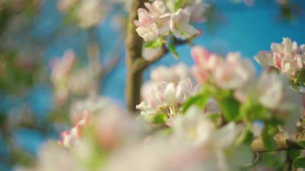 Beautiful Spring Apple Tree Flowers Blossom Close Spring Flowering Apple — Stock Video