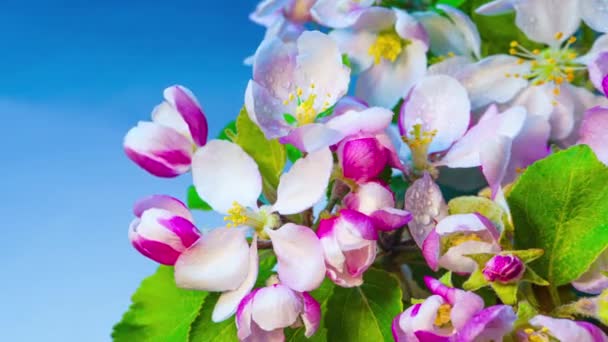 Blossoming Apple Tree Time Lapse Fundo Azul Ramo Com Flores — Vídeo de Stock