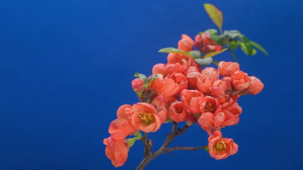 青を背景に赤橙色の花を咲かせます 春には花を咲かせます 春の花を咲かせます コピースペース自然背景 — ストック動画