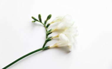 Beyaz zemin üzerinde bir çiçek