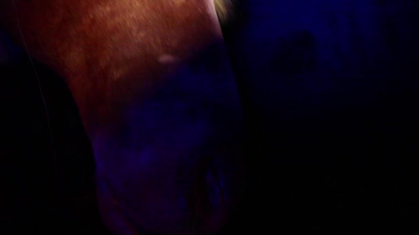 At leşi, Cadılar Bayramı partisi gece kulübü dekorasyonda sahte — Stok video