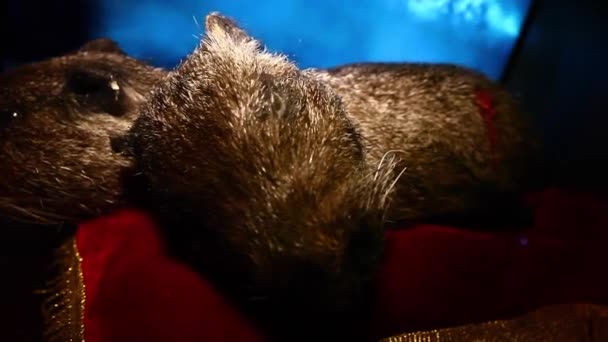 Маленькі хутрові тварини, таксідермія, фаршировані тварини лежали на оксамитовій подушці під — стокове відео