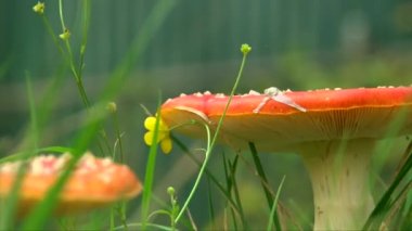 Yeşil çimen, atış amanita mantar kadar arka plan üzerinde yürüme bacakları kapatmak