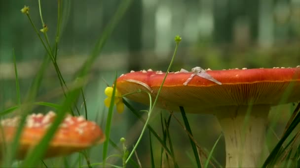 Amanita muscaria, Fliegenpilz-Paar im Wald, Weichfokus Mensch — Stockvideo