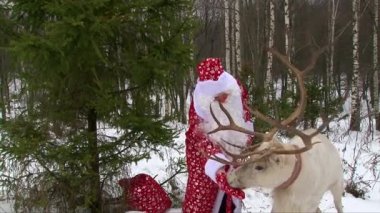 Ren geyiği ormanda büyük bir geyik boynuzu ile besleme ve kamera önünde konuşurken Noel