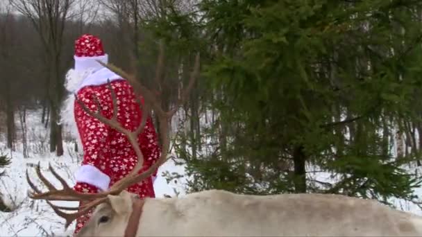 Papá Noel con renos ir detrás de un pino de Navidad, bosque de invierno — Vídeos de Stock