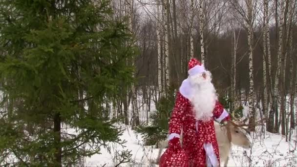 Weihnachtsmann und Rentier spazieren im Winterwald in der Nähe von Kiefern — Stockvideo