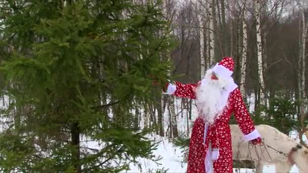 Jultomten och renar kommer bakom tallen i vinter skog — Stockvideo