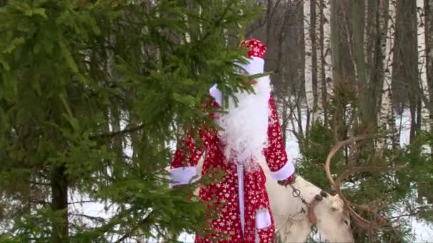 Homme en costume de Père Noël mener les rennes par les rênes et vient de derrière le pin, tir moyen 