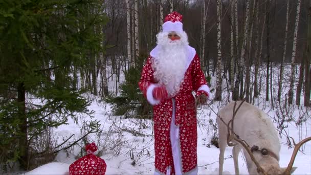 Санта-Клаус с северным оленем говорит на камеру возле сосны в зимнем лесу — стоковое видео
