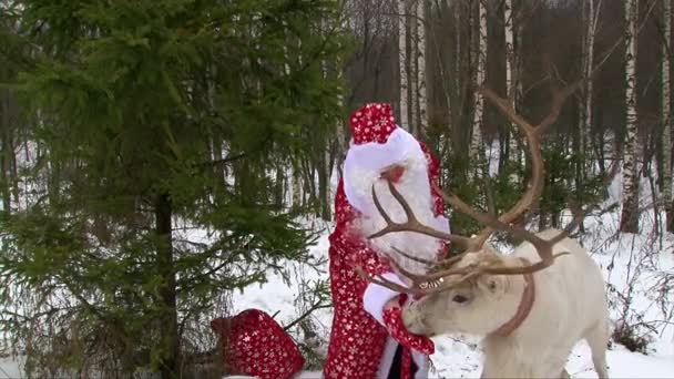 Санта-Клаус кормит оленей большими рогами в лесу и разговаривает на камеру — стоковое видео