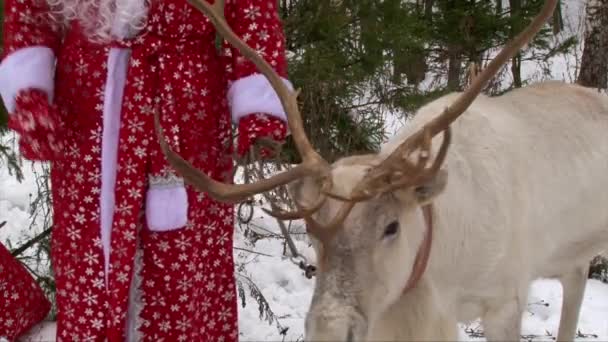 Reindeer head with big antlers near Santa Claus and pine tree, close up shot — Stock Video