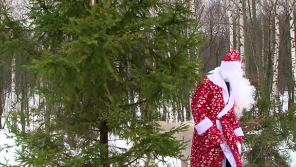 Santa Claus en rendieren komt achter de pijnboom, stand up en praten met een camera — Stockvideo