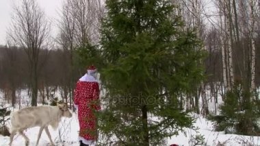 Noel Baba ve çam ağacı ormanda kış günü yürüyüş Ren geyiği