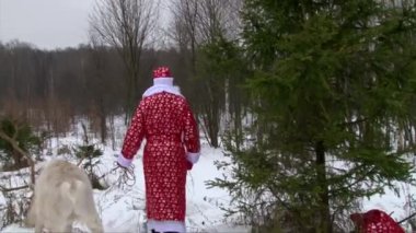 Noel Baba Noel çam ağacı kış ormanda dolaşan bir Ren geyiği ile
