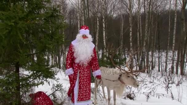 Rendier met grote geweien en Santa Claus — Stockvideo