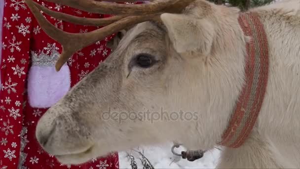 Reindeer chewing head, closeup shop — Stock Video