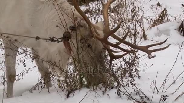 Олени с большими рогами кормятся в снегу — стоковое видео