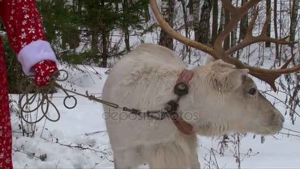 Reindeer in the reins, Santa Claus holding deer — Stock Video