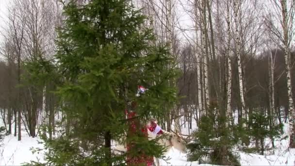 Санта Клаус і Олені ходити в сосновому лісі дерево — стокове відео